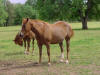 Tee J Diamond Jackie 2006