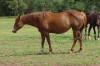 Suzi 2007