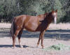 DW Adelina Sonoita 2007