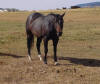Bunny 2009 on pasture in Oregon