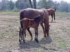 Wendy & Midnight Ovation 2010