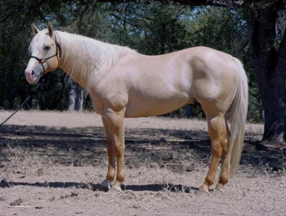 Tee J Iceman 5 years old