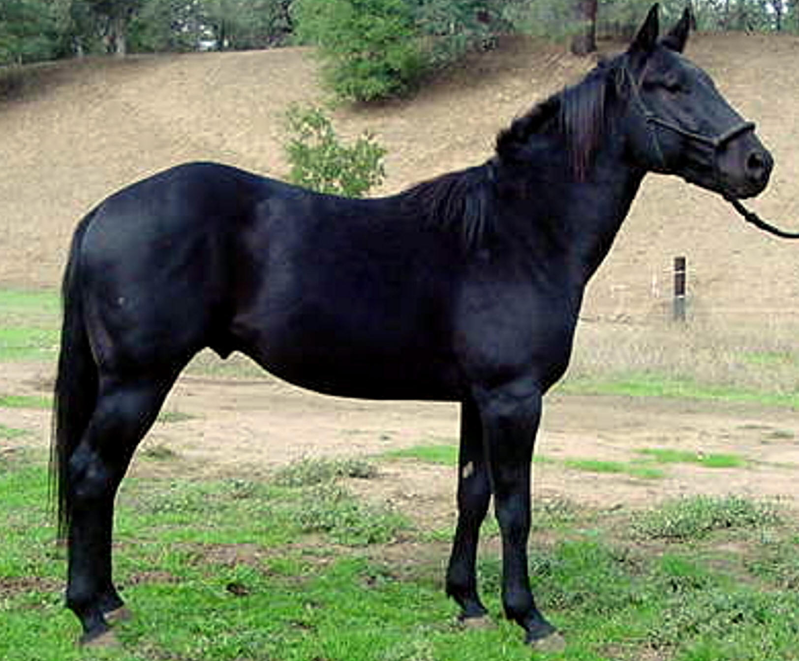 HORSE STALLIONS horse stallions: