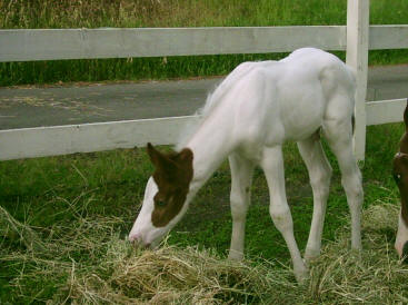 2005 Colt "Bandit" 