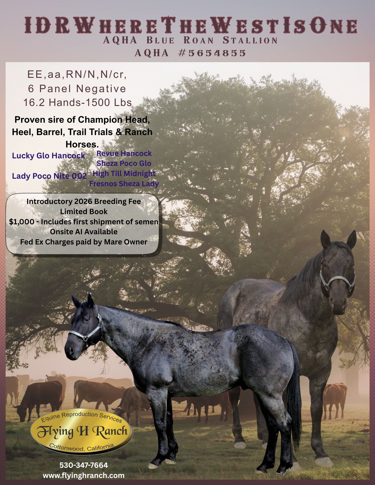 IDRWhereTheWestIsOne Stallion at Stud