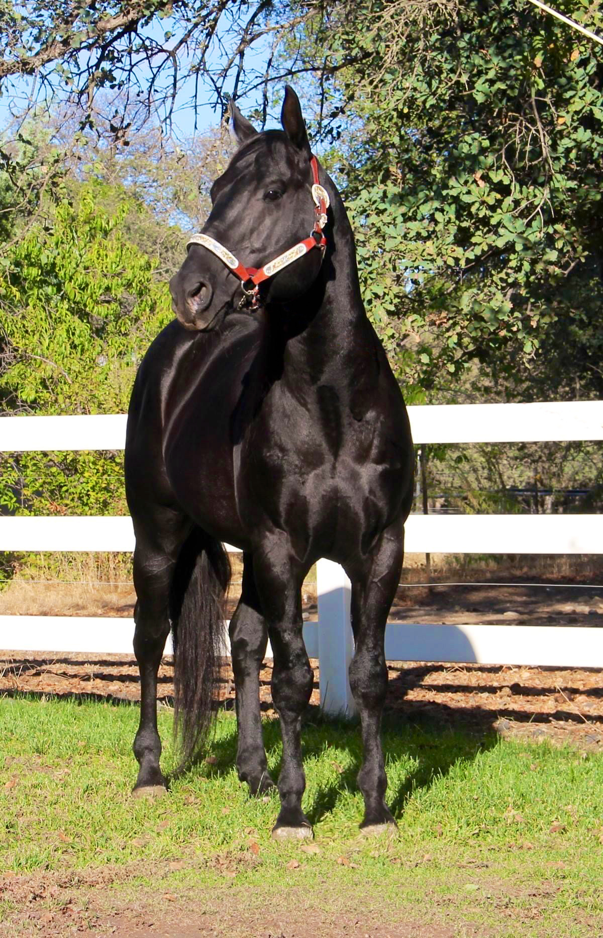 Midnight Exhibition AQHA Black Stallion