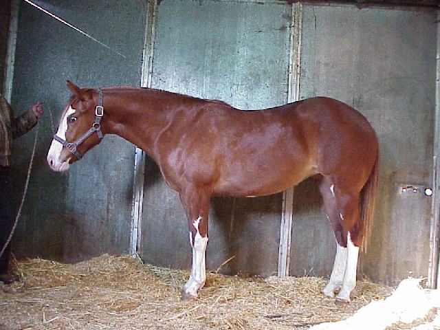 Yearling Filly by Ima Splash N Teddy