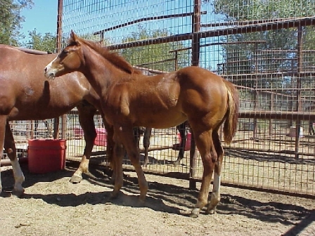 Weanling Filly by Ima Splash N Teddy