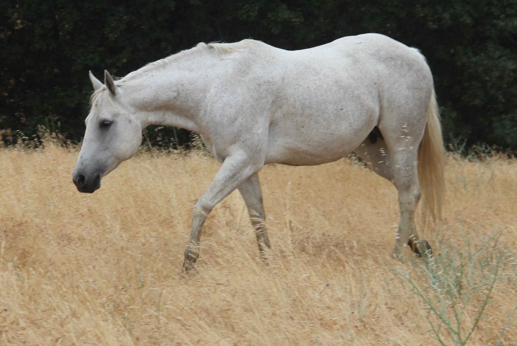 Chex Bee A Lady - Pictured 20 yrs old