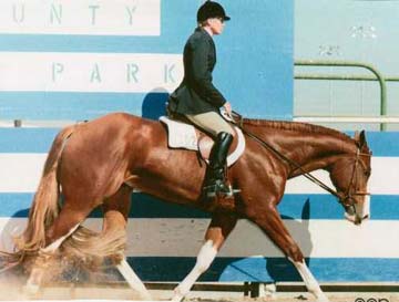 RED N TEDDY - 2003 APHA WORLD CHAMPION