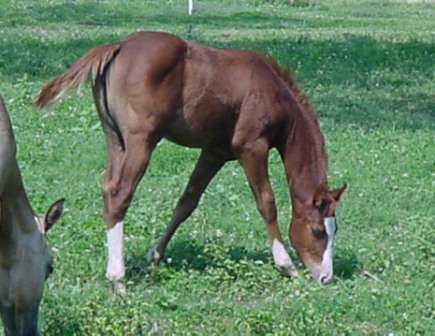 Weanling Filly by Ima Splash N Teddy