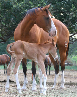 2005 Filly - For Sale by Flying H Ranch